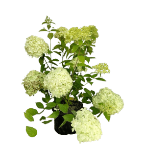 Baumfink Rispenhortensie 'Limelight' als Topfpflanze mit limettengrünen Blütenständen.