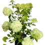 Baumfink Rispenhortensie 'Limelight' als Topfpflanze mit limettengrünen Blütenständen.