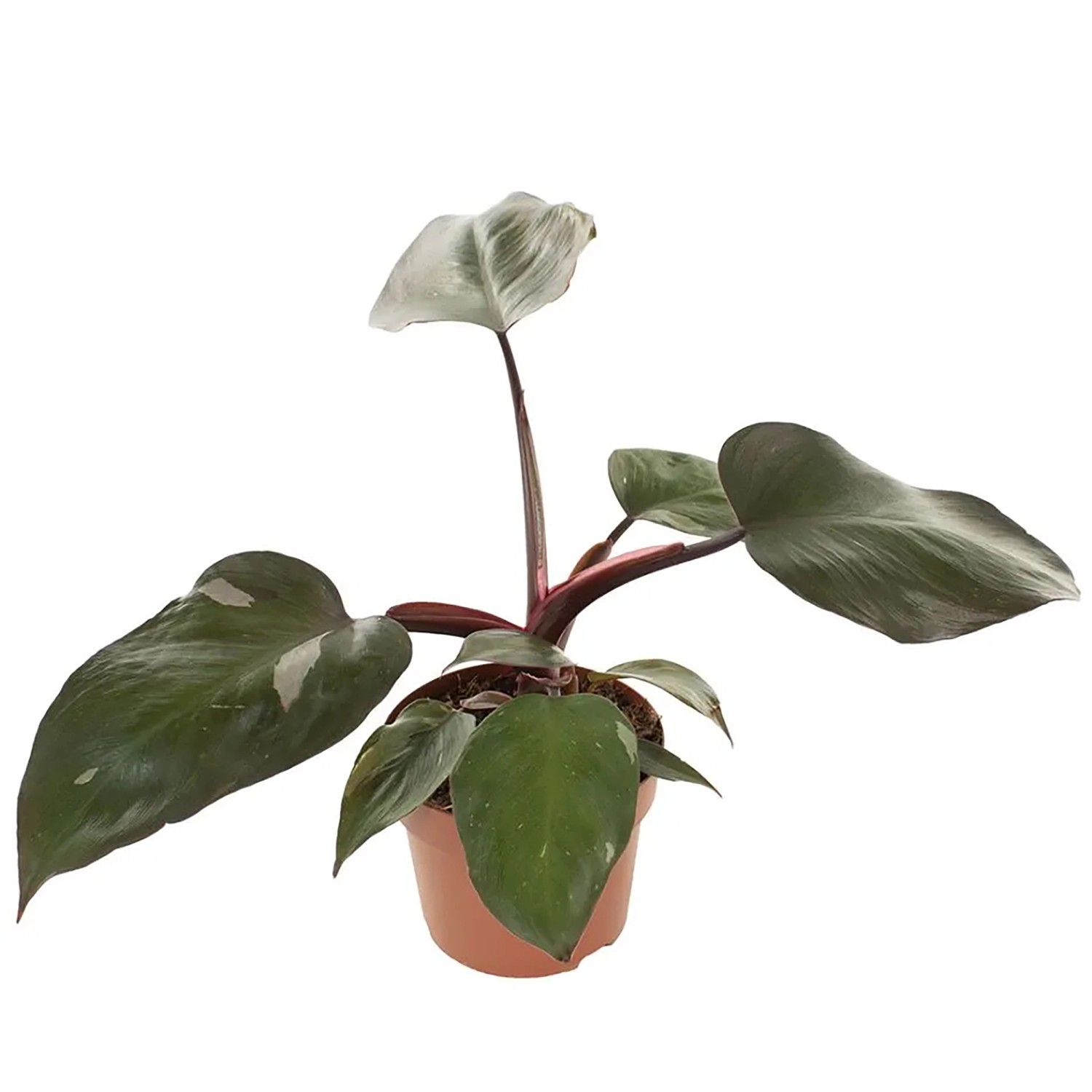 GROW by OBI Baumfreund Pink Princess H ca. 25 cm Topf-Ø ca. 12 cm Philodendron