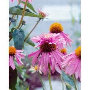 Nahaufnahme des roten Sonnenhuts 'Doppeldecker' (Echinacea Purpurea) mit purpurroten Blüten im 9x9 cm Topf.