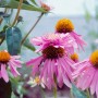 Nahaufnahme des roten Sonnenhuts 'Doppeldecker' (Echinacea Purpurea) mit purpurroten Blüten im 9x9 cm Topf.