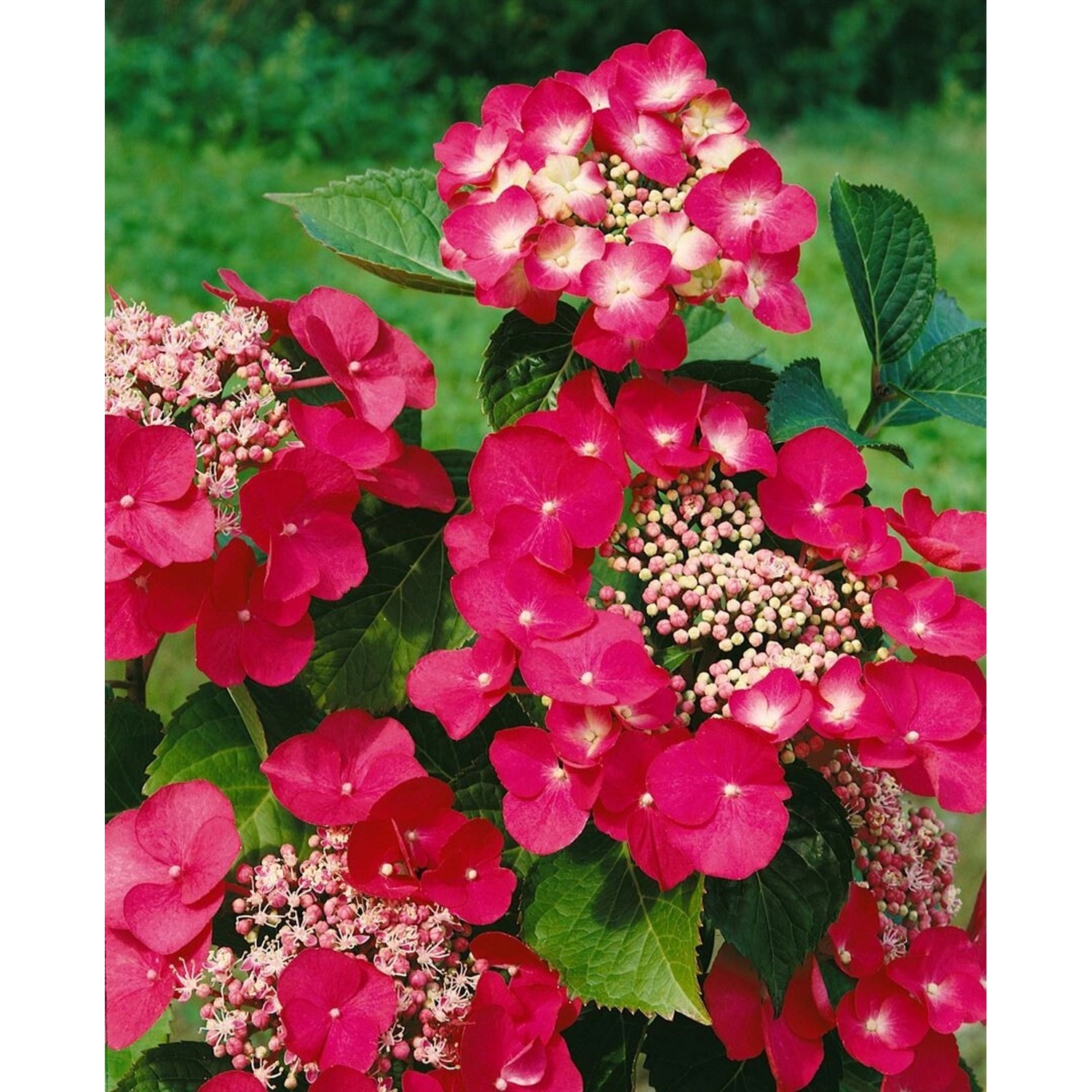 Hydrangea Macrophylla Bauernhortensie Rotschwanz 40-60 cm günstig online kaufen