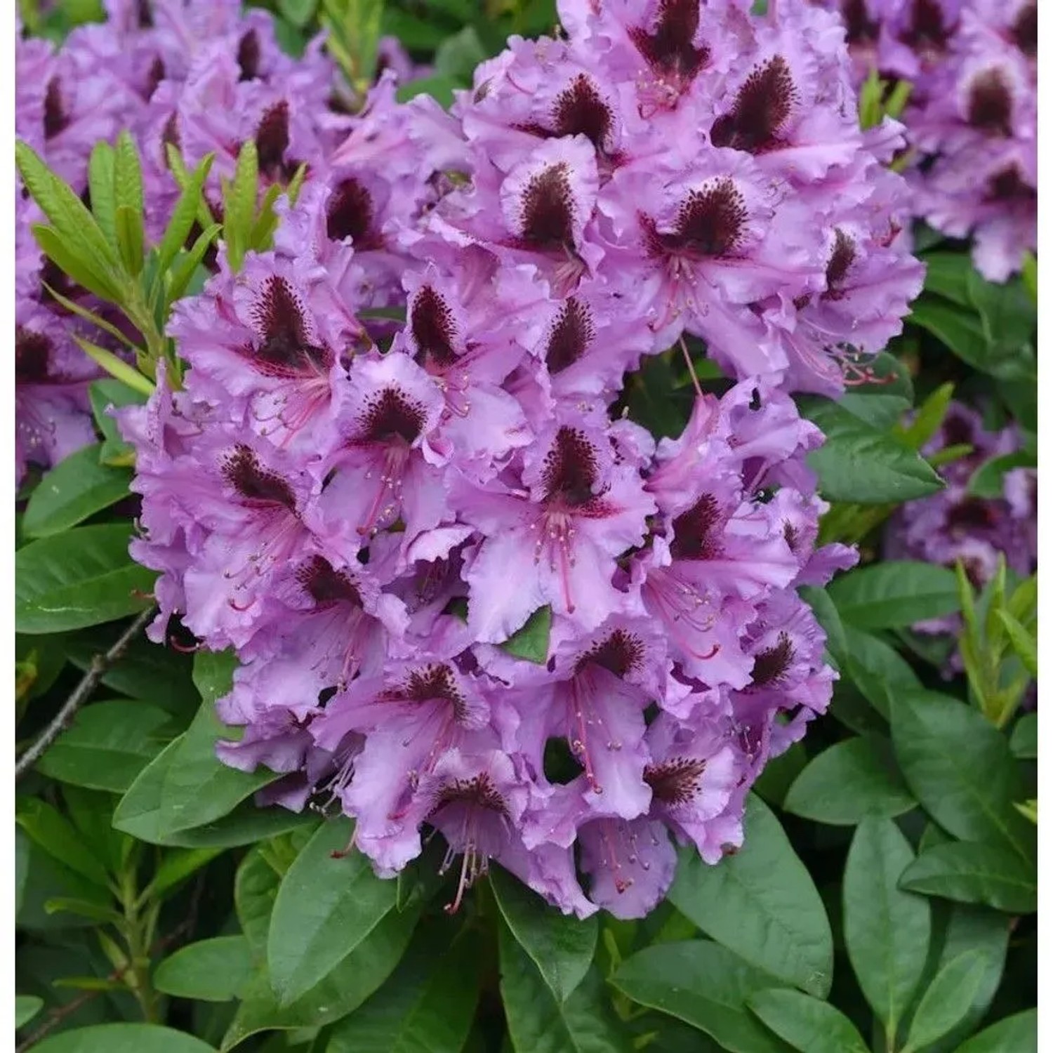 INKARHO - Großblumige Rhododendron Rhododendronpark Graal-Müritz 30-40cm - Alpenrose
