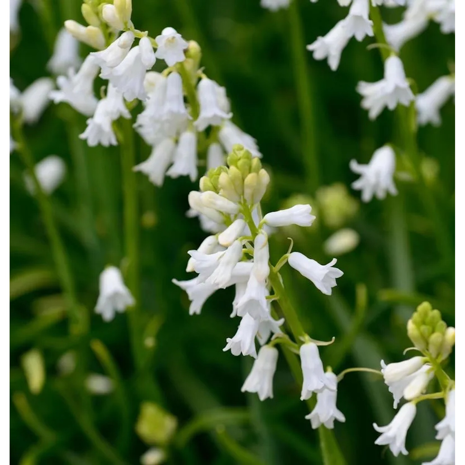 Glockenblaustern White City - Hyacinthoides hispanica