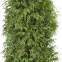 Lebensbaum Brabant, 140-160 cm hoch, im Set mit 20 Stück für eine dichte, grüne Hecke.