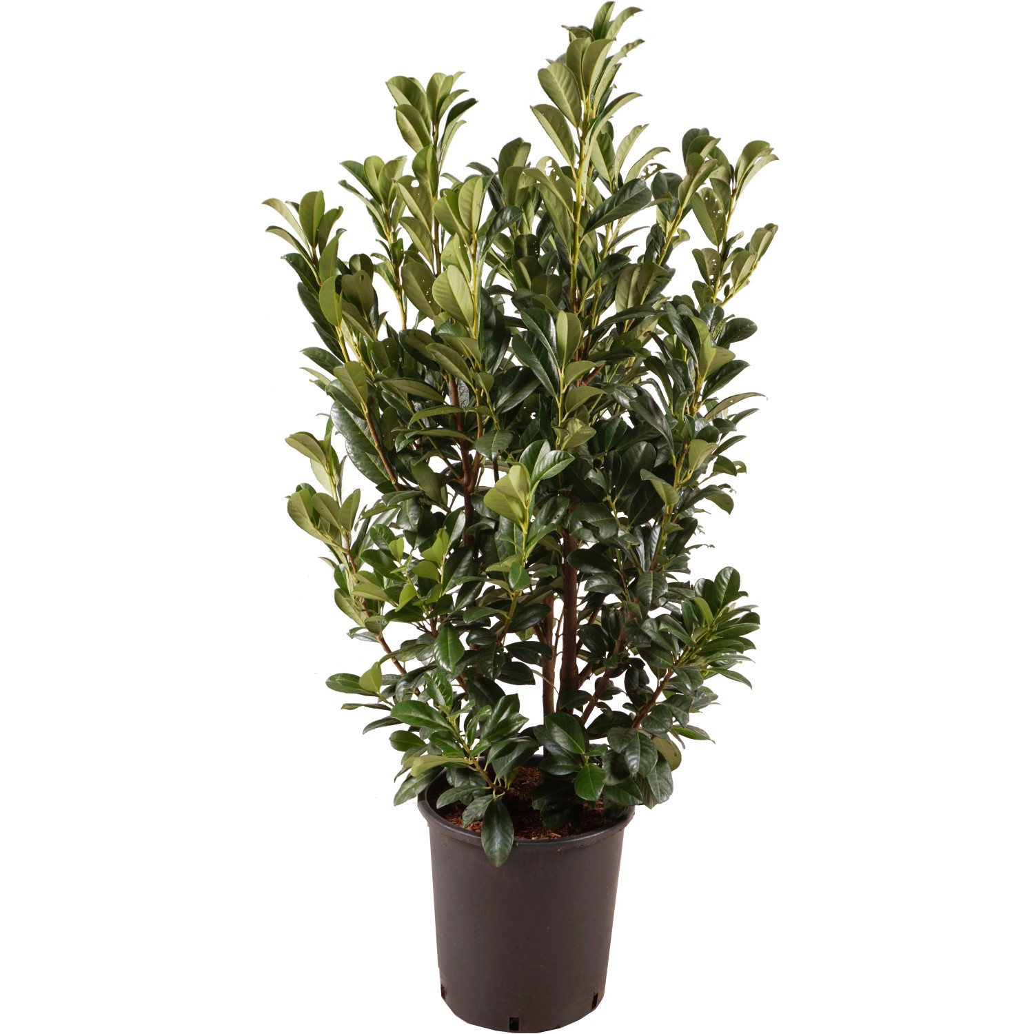 monstera plant pot size XL Potted Monstera Deliciosa | 140–160cm main image 0