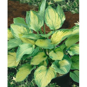 Hosta 'Sharmon Funkie' im 11x11 cm Topf: Staude mit grün-gelben Blättern.