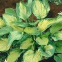 Hosta 'Sharmon Funkie' im 11x11 cm Topf: Staude mit grün-gelben Blättern.