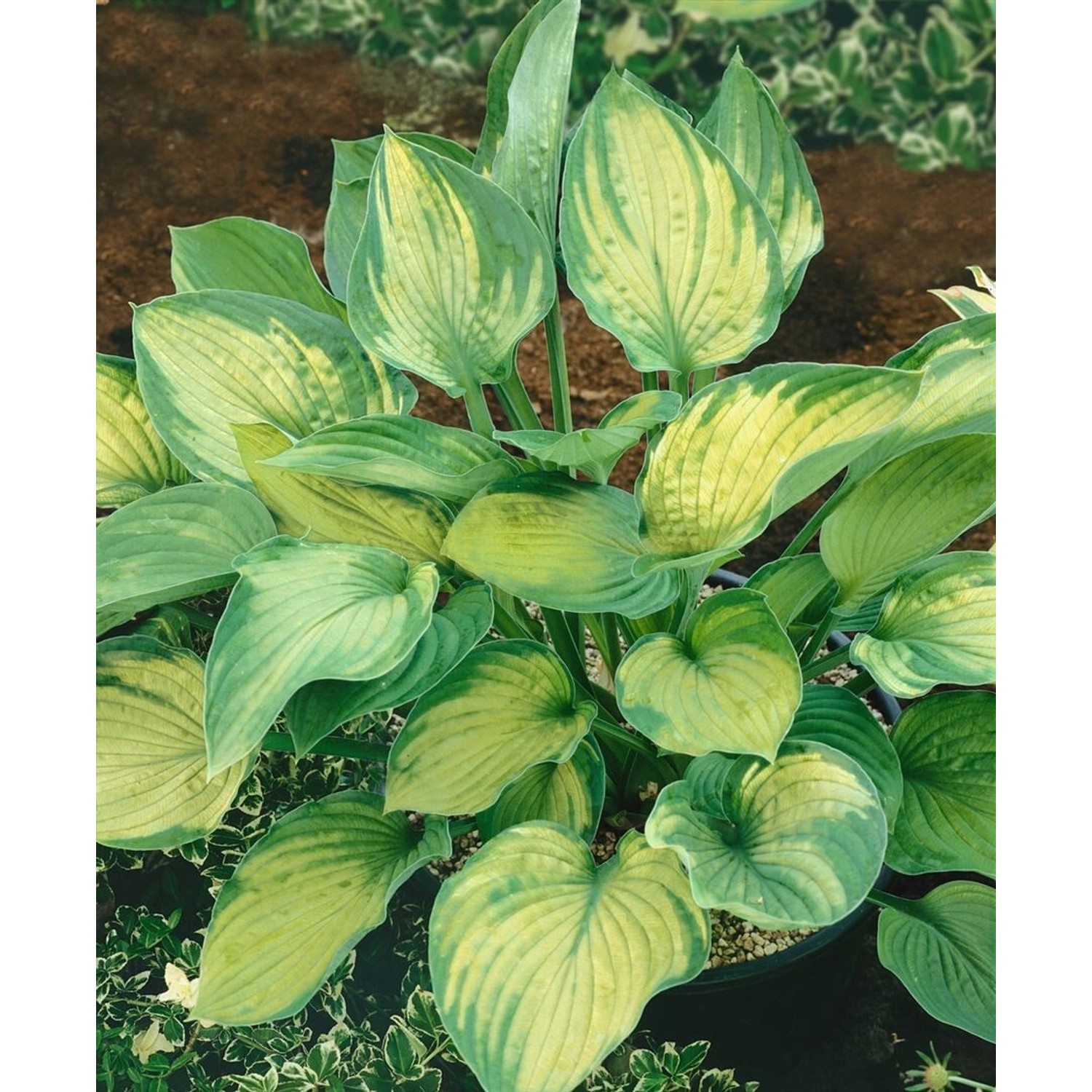 Hosta X Fortunei Sharmon Funkie Ca. 11x11 cm Topf günstig online kaufen
