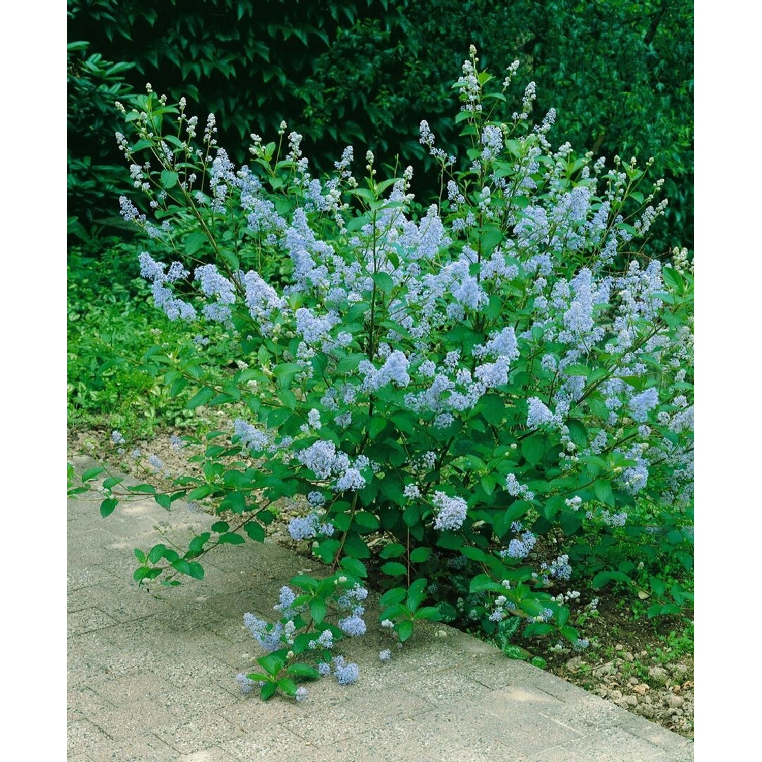 Ceanothus Emily Brown Kalifornischer Flieder 40–60 cm Blau günstig online kaufen