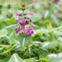 Gefleckte Taubnessel 'Chequers' mit rosa Blüten, ideal als Bodendecker.