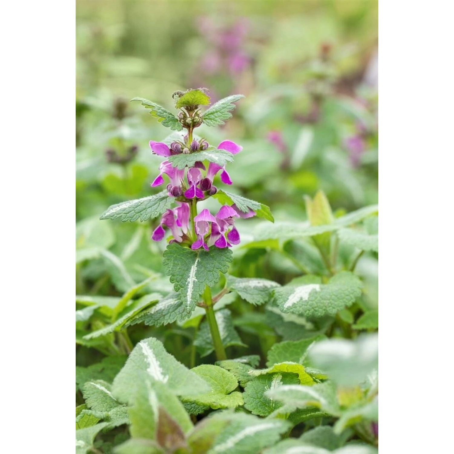 Lamium Maculatum Chequers Gefleckte Taubnessel Rosa Ca. 9x9 cm Topf günstig online kaufen