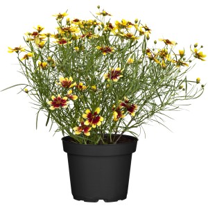 Quirlblättriges Mädchenauge (Coreopsis verticillata) im Topf mit gelb-roten Blüten.