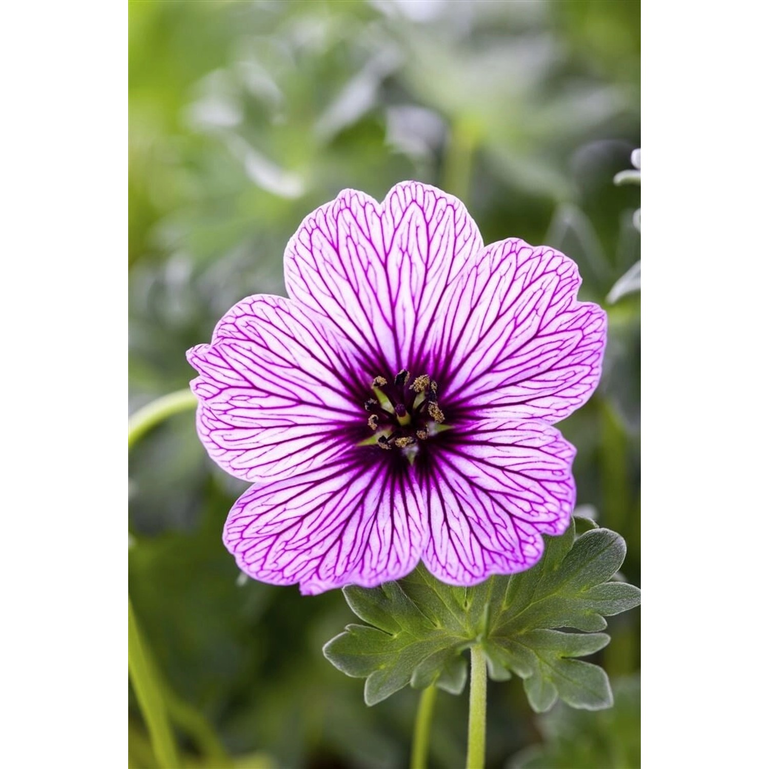 Geranium Cinereum Ballerina Aschgrauer Storchschnabel Ca. 9x9 cm Topf günstig online kaufen