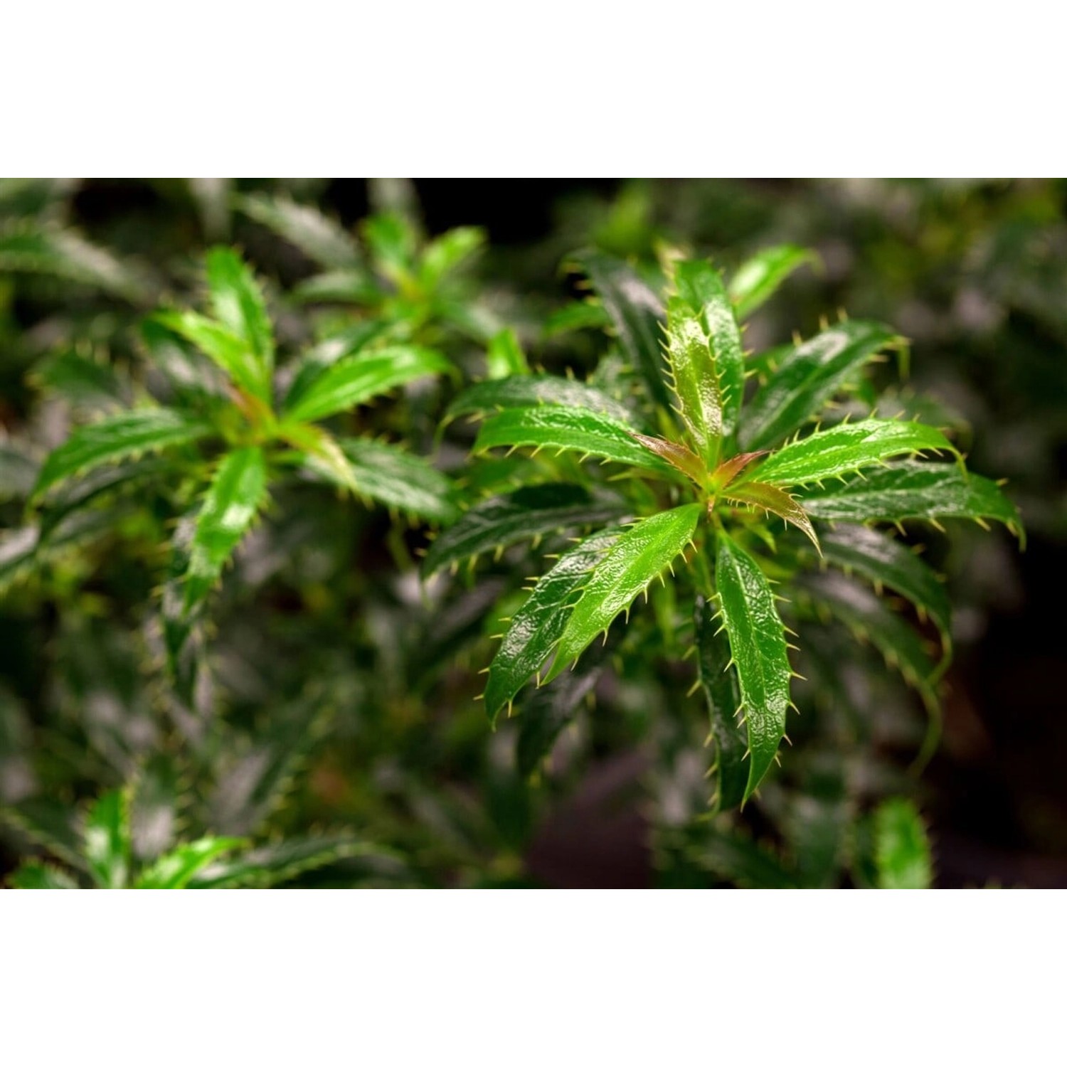 Ilex aquifolium 'Heckenzwerg' -R- 60 cm Stammhöhe günstig online kaufen