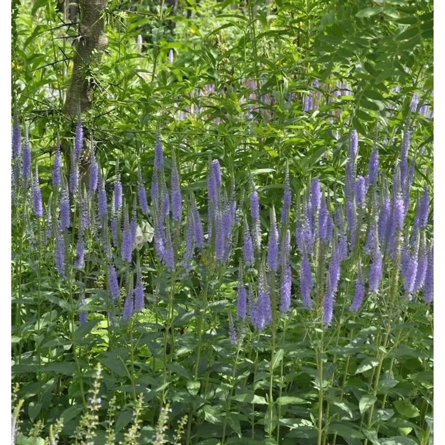 Hoher Wiesenehrenpreis Blue John - Veronica,ongifolia