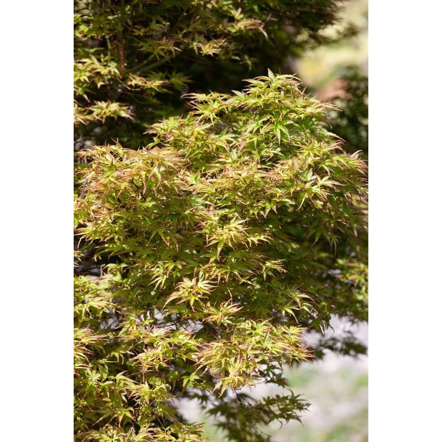 Acer Palmatum Kamagata Japanischer Ahorn 40–60 cm günstig online kaufen