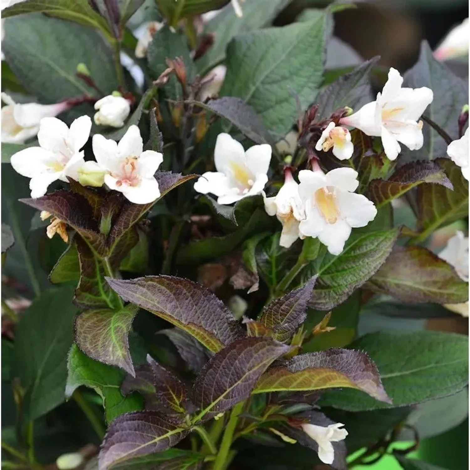 Weigelie Ebony und Ivory 30-40cm - Weigela florida
