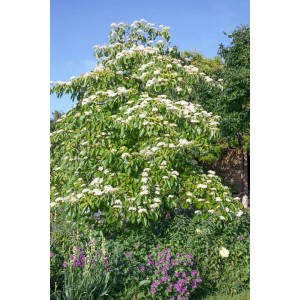 Blühender Etagen-Hartriegel Cornus Controversa Laska im Garten, 50-60 cm hoch.