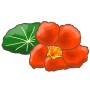 Illustration einer orangefarbenen Kapuzinerkresse mit grünem Blatt. Blu Bio-Kapuzinerkresse.