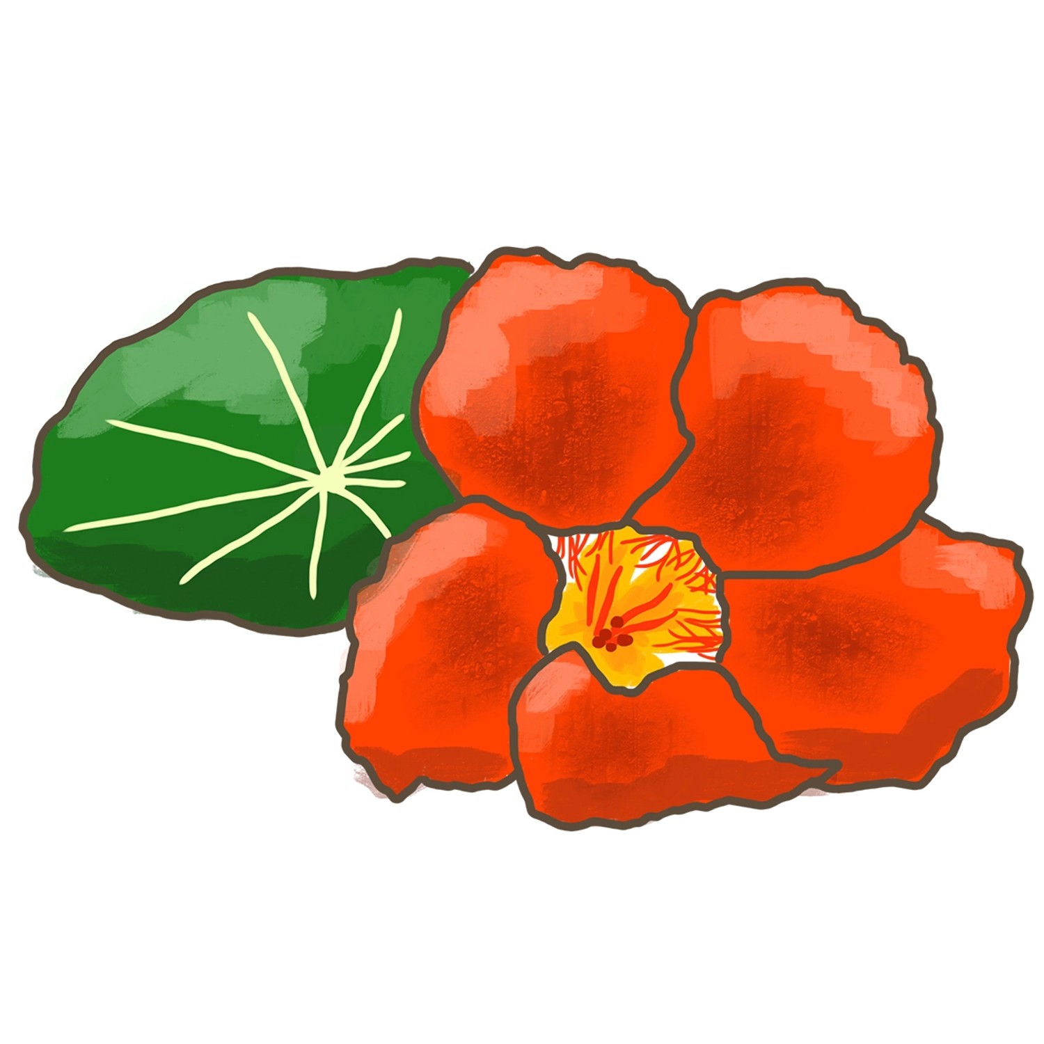 Illustration einer orangefarbenen Kapuzinerkresse mit grünem Blatt. Blu Bio-Kapuzinerkresse.