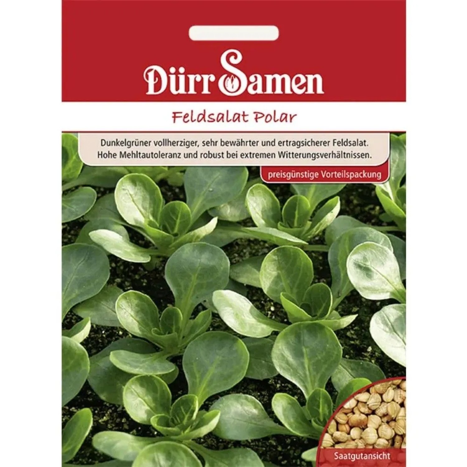 Dürr Samen Feldsalat Polar Saatgut