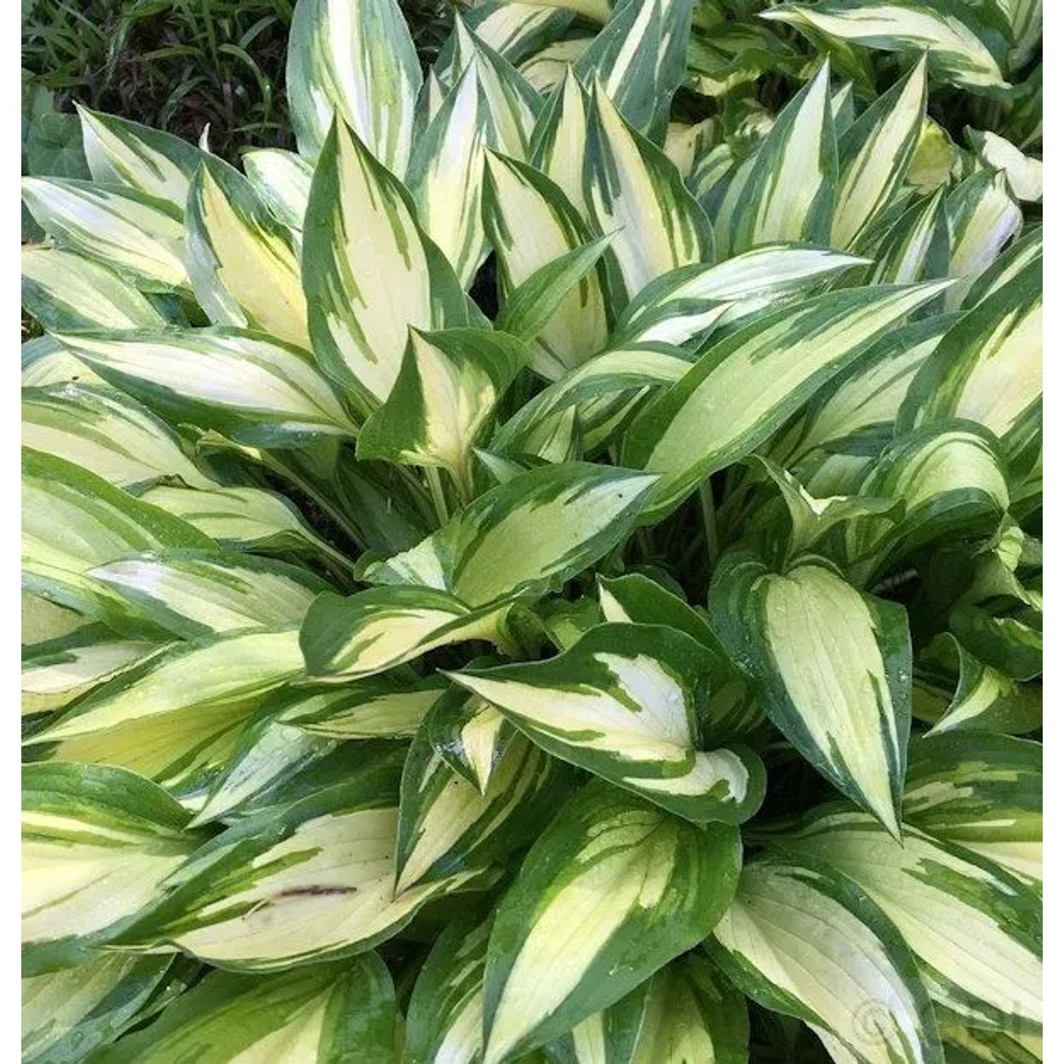 Funkie Cherry Berry - Hosta Hybrid