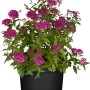 Sommer-Spierstrauch Anthony Waterer im Topf mit rosa Blüten, Set mit 44 Stück.