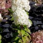 Rispenhortensie Bobo mit weißen Blüten im Garten oder Kübel.