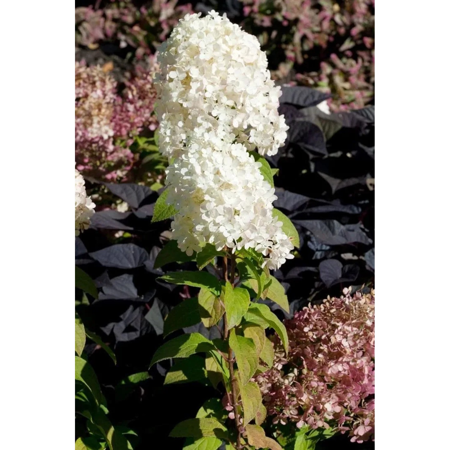Rispenhortensie Bobo mit weißen Blüten im Garten oder Kübel.