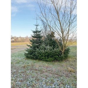 Baumfink Nordmanntannen, 10er Bündel, 3-jährig, wurzelnackt, im Garten.