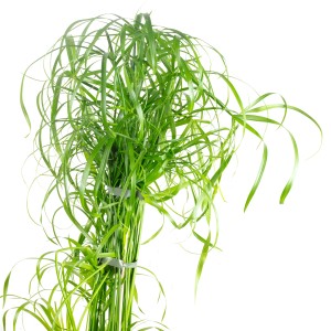 Grünes Zyperngras (Cyperus alternifolius) im Topf, ca. 55 cm hoch. Wasserliebende Grünpflanze.