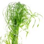 Grünes Zyperngras (Cyperus alternifolius) im Topf, ca. 55 cm hoch. Wasserliebende Grünpflanze.