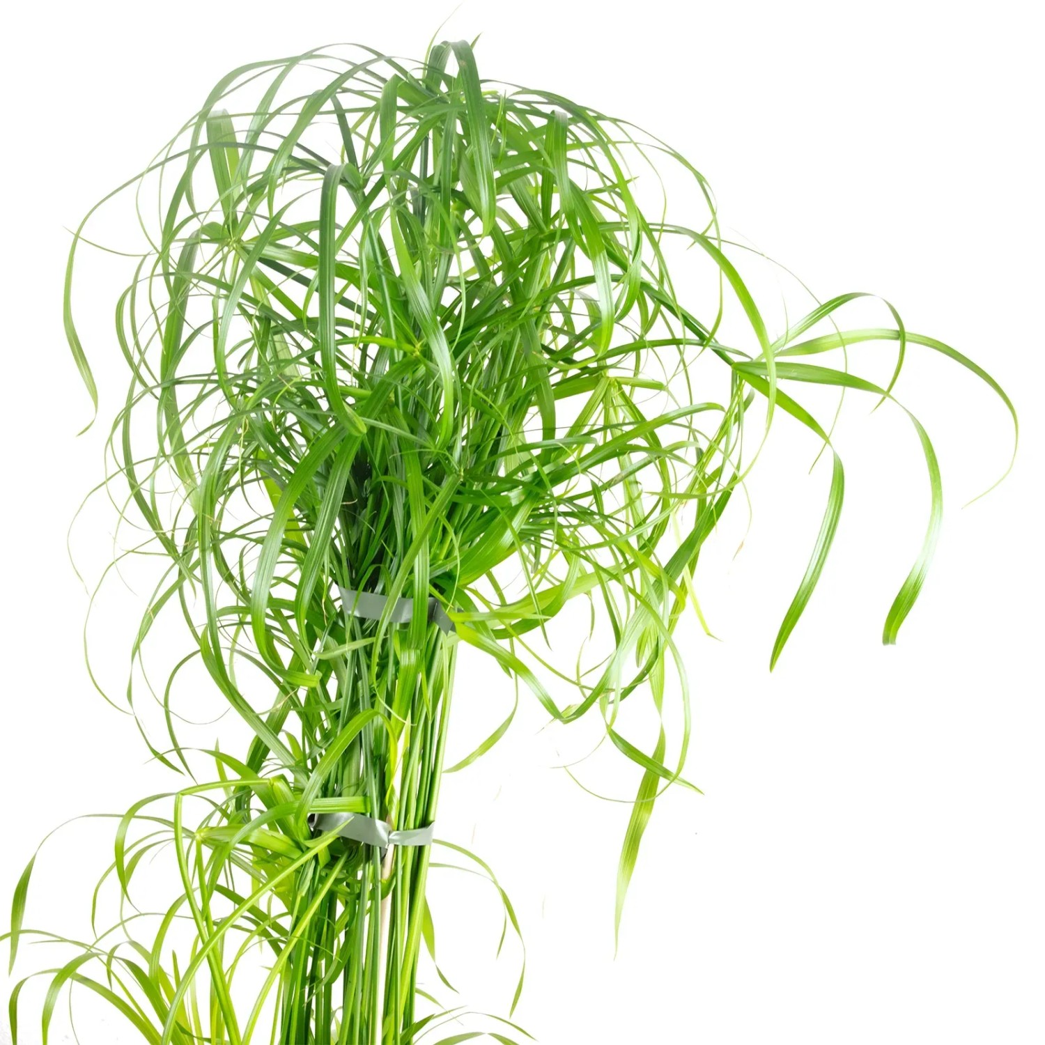Grünes Zyperngras (Cyperus alternifolius) im Topf, ca. 55 cm hoch. Wasserliebende Grünpflanze.