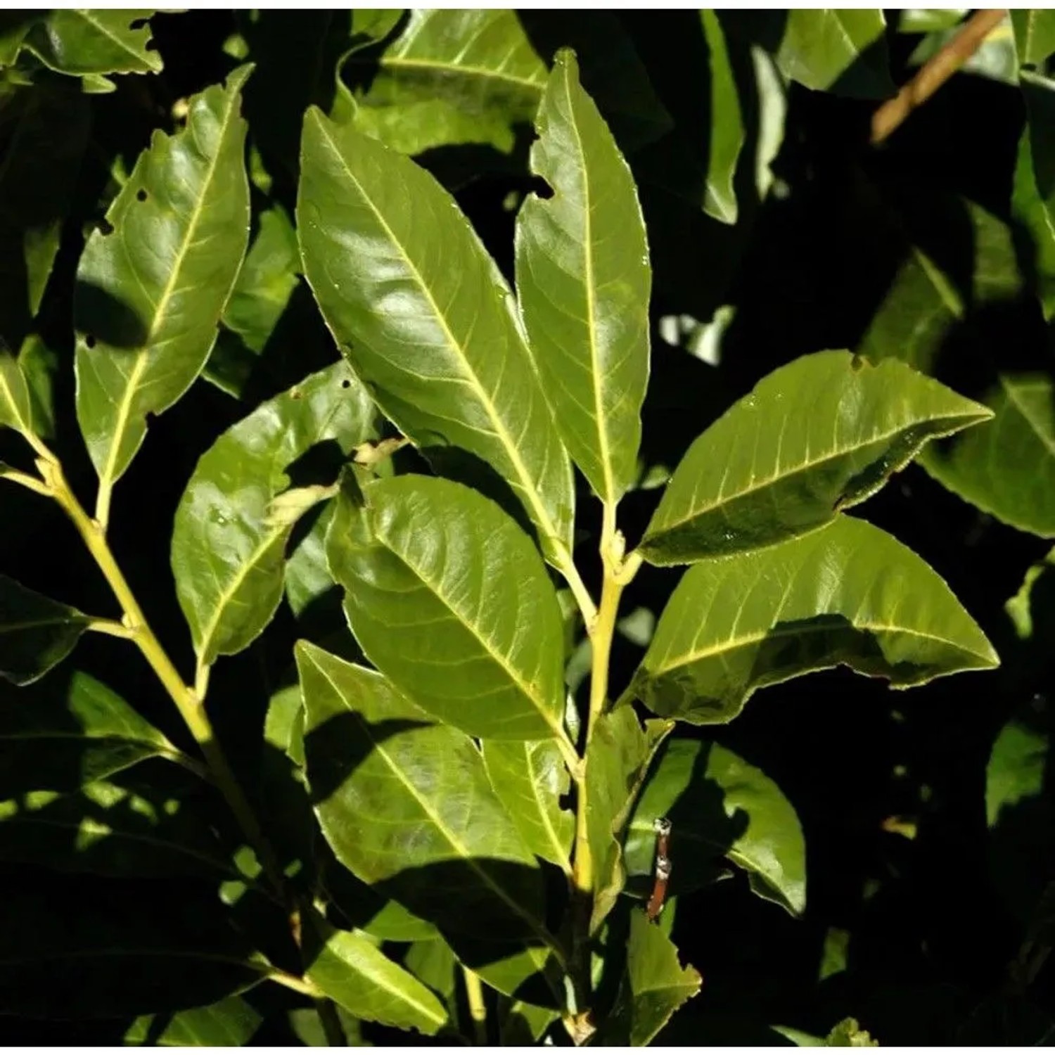 Lorbeerkirsche Greenpeace 60-80cm - Prunus,aurocerasus