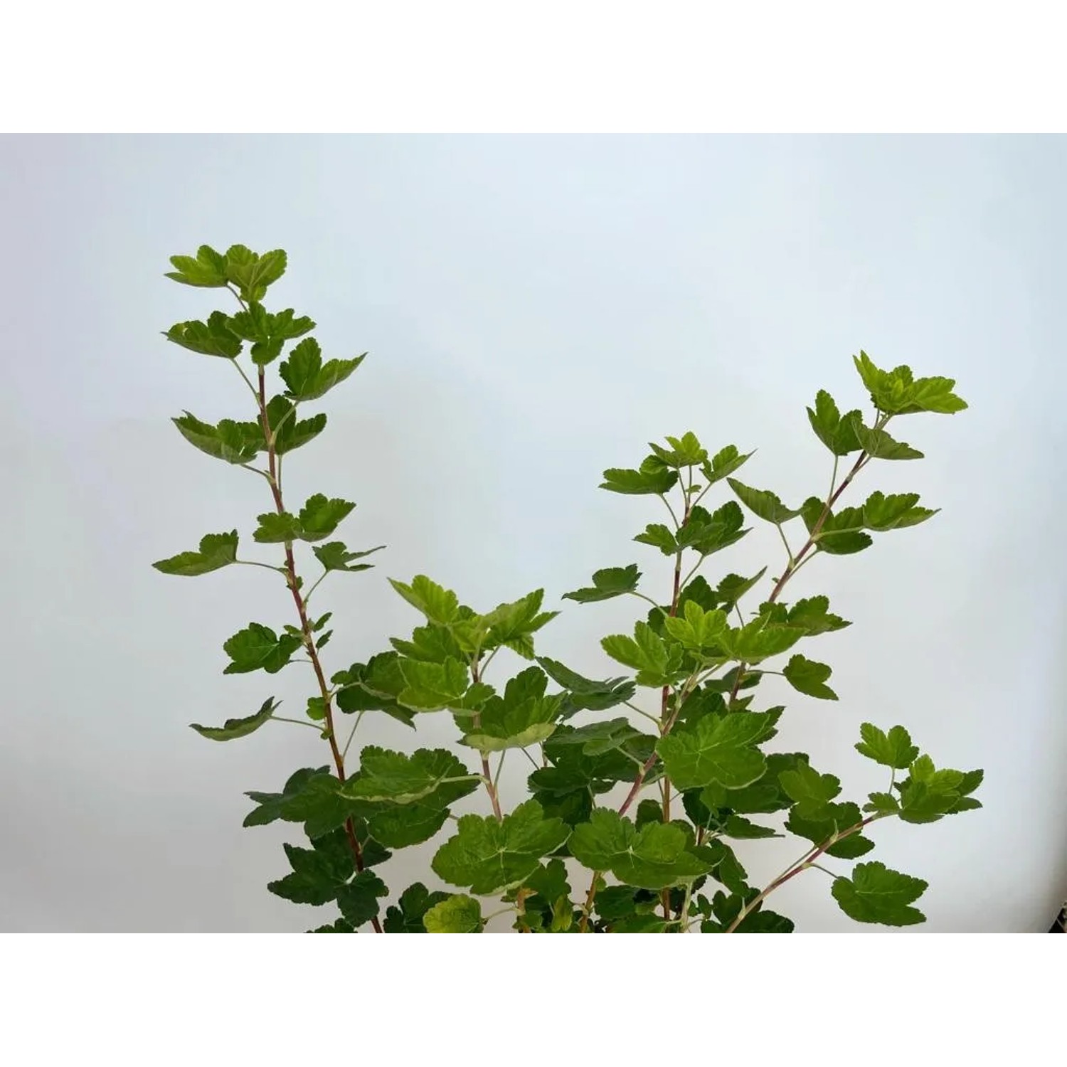 Blutjohannisbeere (Topfpflanze, 40-60cm) mit grünen Blättern, Strauch für Garten & Beet.