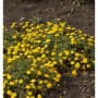 Blühendes Fingerkraut Goldklumpen (Potentilla aurea) mit goldgelben Blüten im Garten.