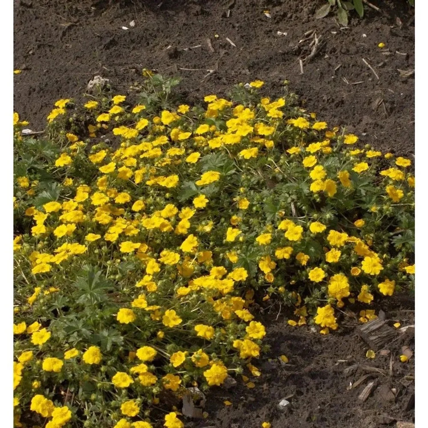 Fingerkraut Goldklumpen - Potentilla aurea