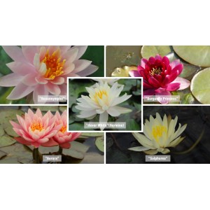 Seerosen Set mit 6 verschiedenen Nymphaea Sorten in Weiß, Rot, Rosa, Gelb und Kupfer.