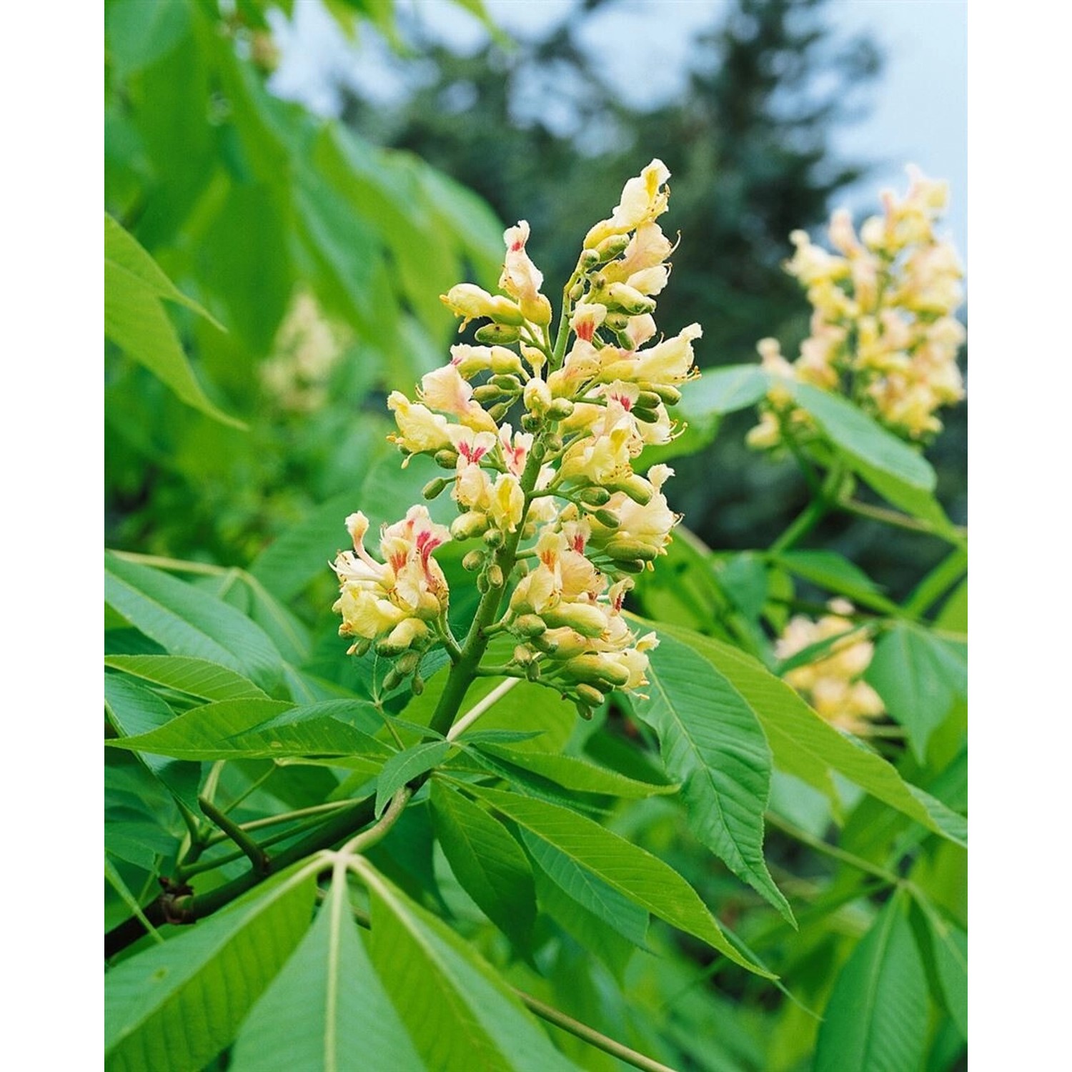 Aesculus Flava Vestita Gelbe Rosskastanie 150–175 cm günstig online kaufen