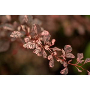 Berberitze Harlequin mit buntem Laub, 30-40 cm, Detailaufnahme der Blätter.