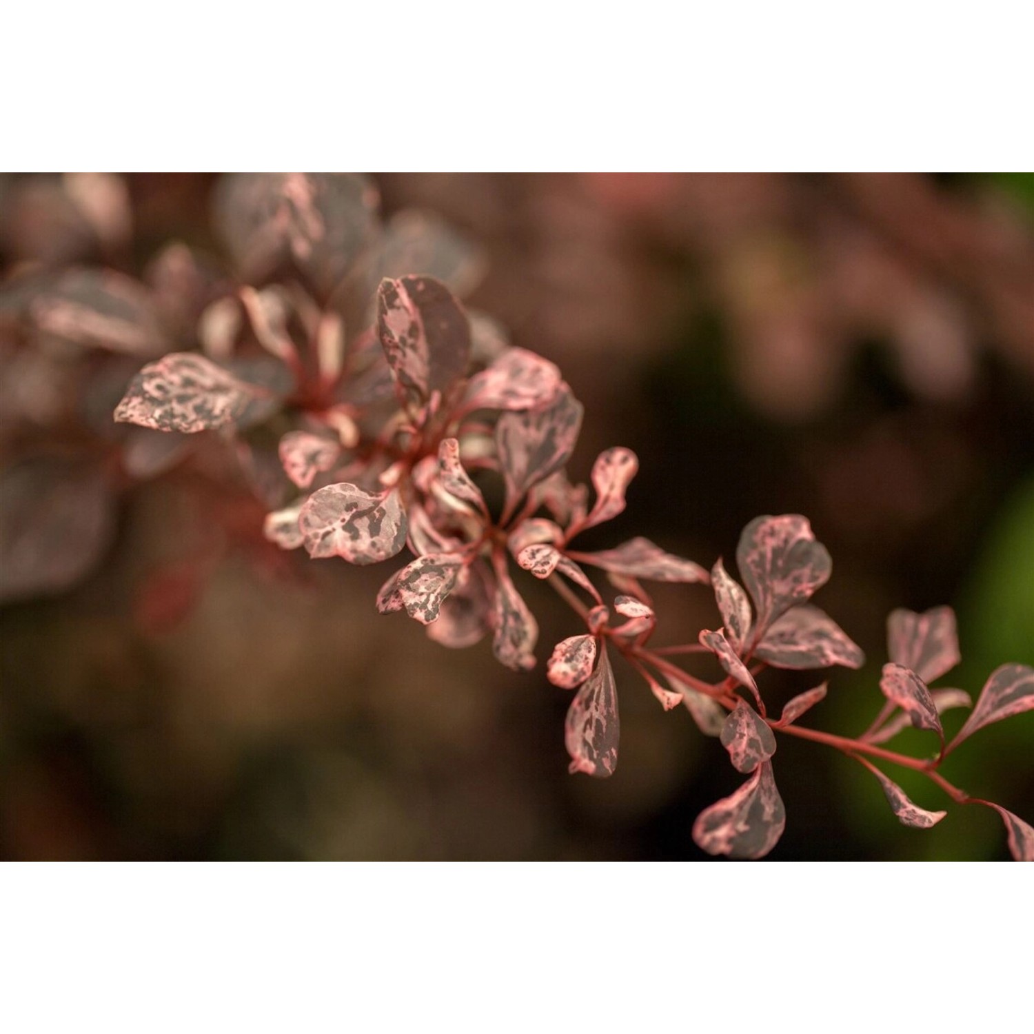 Berberis Thunbergii Harlequin Berberitze Buntes Laub 30–40 cm günstig online kaufen