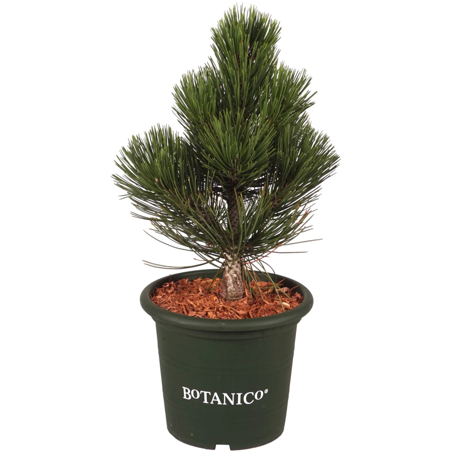 Schlangenhaut-Kiefer "Malinki" Höhe ca. 25 cm Topf ca. 4 l Pinus leucodermis