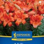 Kiepenkerl Blumenzwiebel Profi-Line Asiatische Lilie Fire King 1 Stück