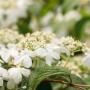 Nahaufnahme des blühenden Japanischen Schneeballs 'Kilimandjaro' mit weißen Blüten.