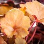 Nahaufnahme des orange-roten Laubs der Heuchera 'Peach Flambé' (Purpurglöckchen).