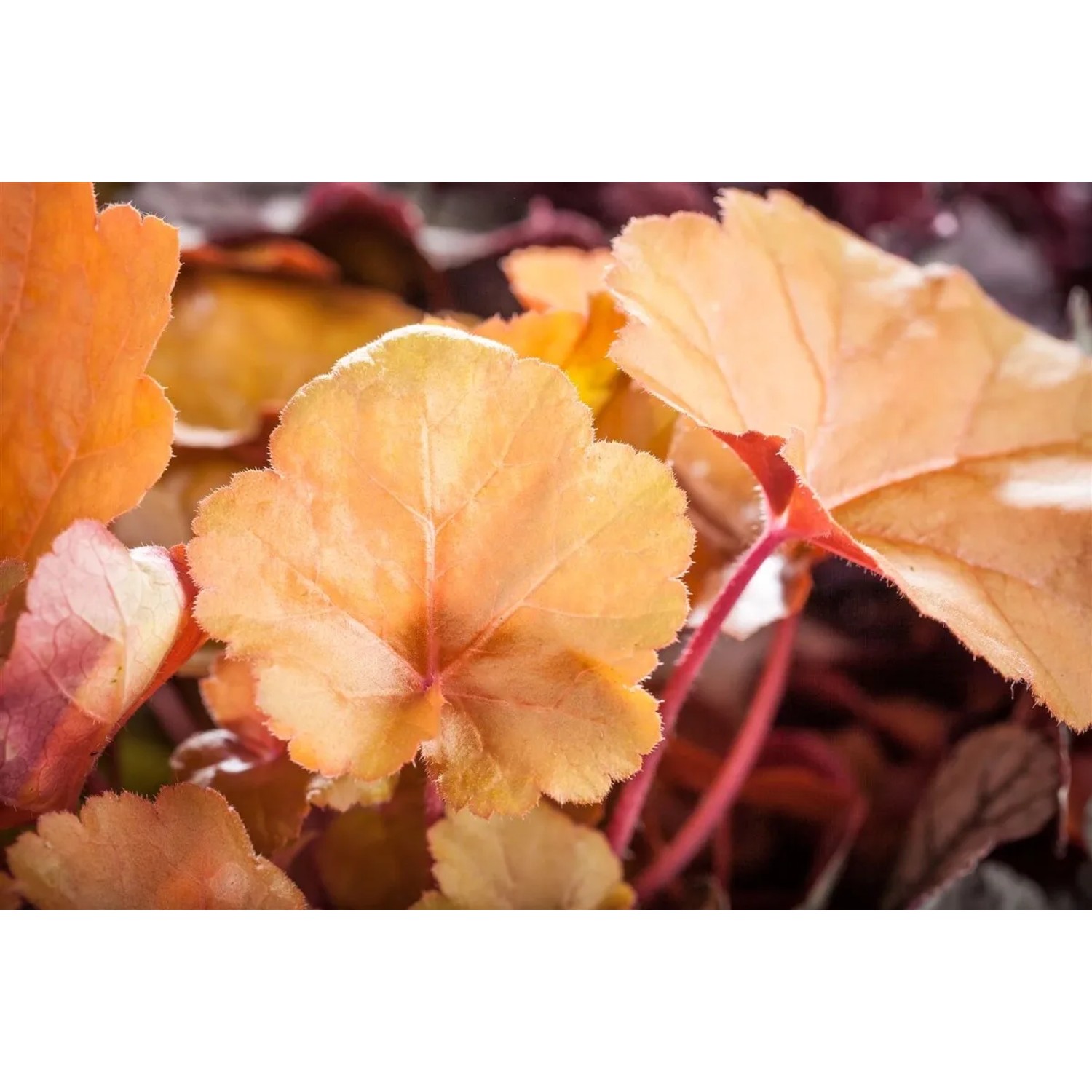 Nahaufnahme des orange-roten Laubs der Heuchera 'Peach Flambé' (Purpurglöckchen).