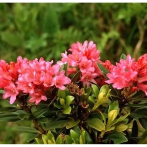 Japanische Azalee Little Red 25-30cm - Rhododendron obtusum - Zwerg Alpenrose