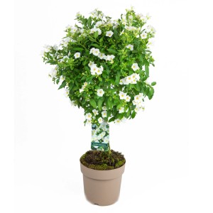 GROW by OBI Enzianstrauch Weiß, ca. 110 cm hoch, im Topf. Solanum rantonnetii mit weißen Blüten.