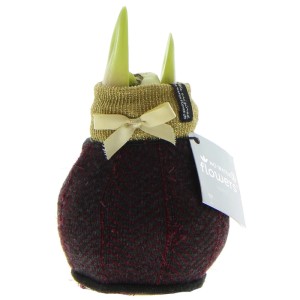 Exotenherz Amaryllis-Zwiebel in Rot-Gold Wintersocken "Fashion Elegant", eine blühende Geschenkidee.